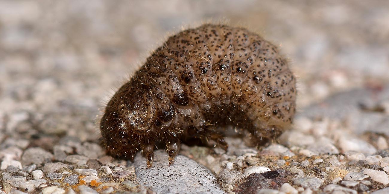 Galeruca interrupta?       No, Galeruca pomonae